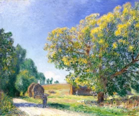 A Forest Clearing