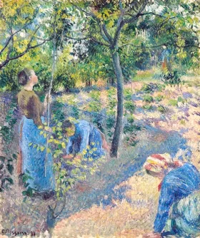 Picking apples 1881