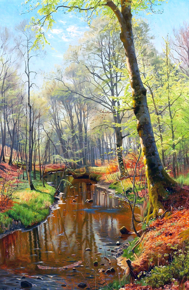 Beech trees at a stream in the woods of Sæbygaard