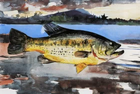 Storm 1851 Bass 1900