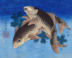 Carp Swimming by Water Weeds