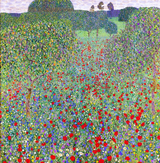 Blooming Poppy