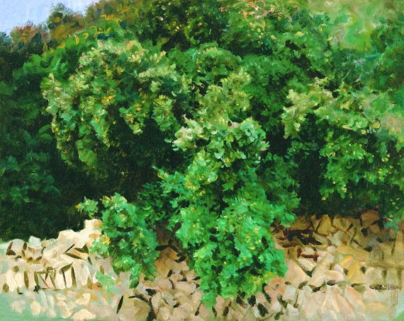 Ilex Wood. Majorca 1908