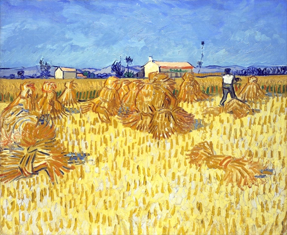Corn Harvest In Provence