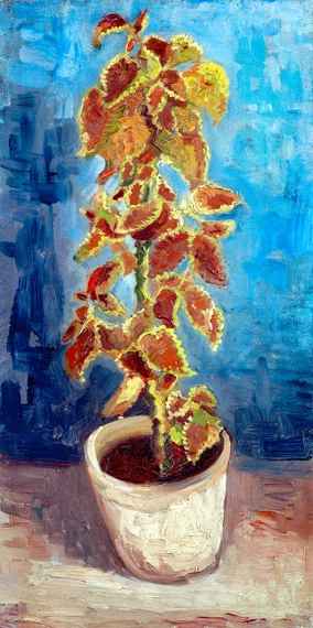 Flame Nettle In A Flowerpot