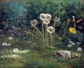 Dandelions
