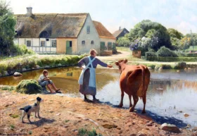 The cow refuses to drink