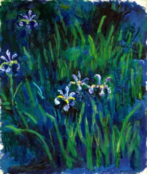Iris