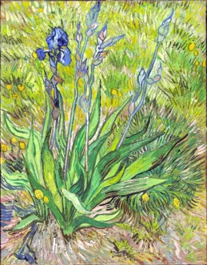 Iris, 1889