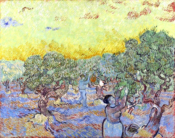 Olive Grove With Two Olive Pickers