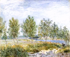Poplars on a River Bank