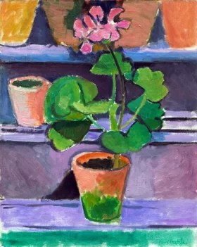 Pot of Geraniums