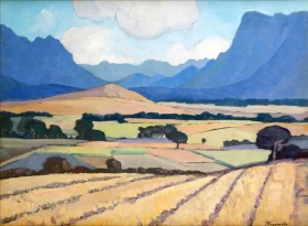 Wheatfields near Stellenbosch