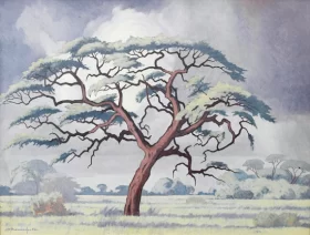 Camelthorn Tree, Kalahari