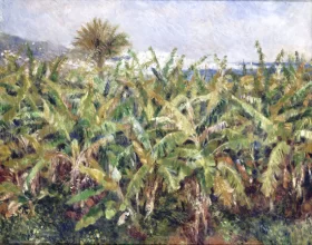 Field of Banana Trees