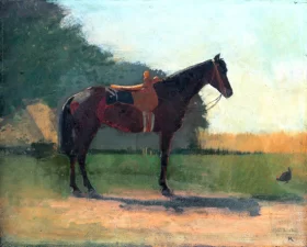 Saddle Horse in Farm Yard