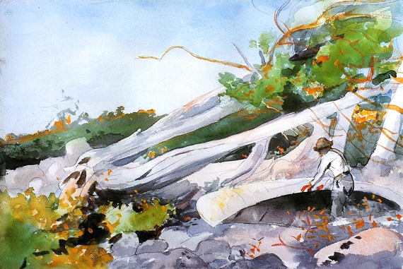 Guide Hiding a Canoe under a Windfalll, 1897