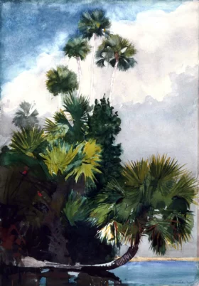 Constantinople 1882 Palm Trees, Florida, 1904