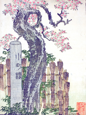 Komachi Cherry Tree