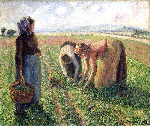 Pea Harvest, Eragny 1893 by Camille Pissarro, oil painting reproduction on canvas Pea Harvest, Eragny 1893 by Camille Pissarro