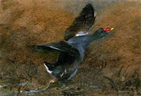A moorhen rising by John Constable A moorhen rising by John Constable