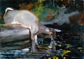 Deer Drinking 1892 by Winslow Homer